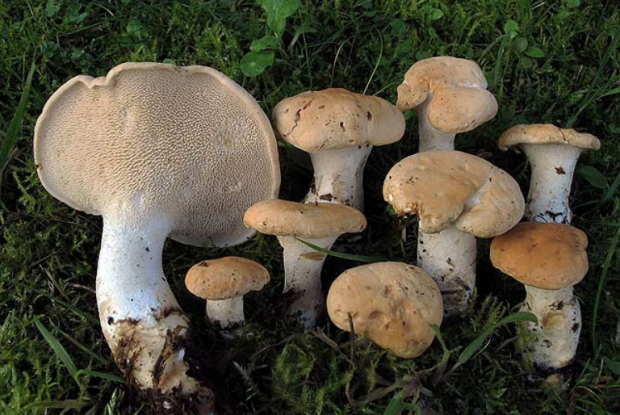 荒野维生野菜系列美味齿菌