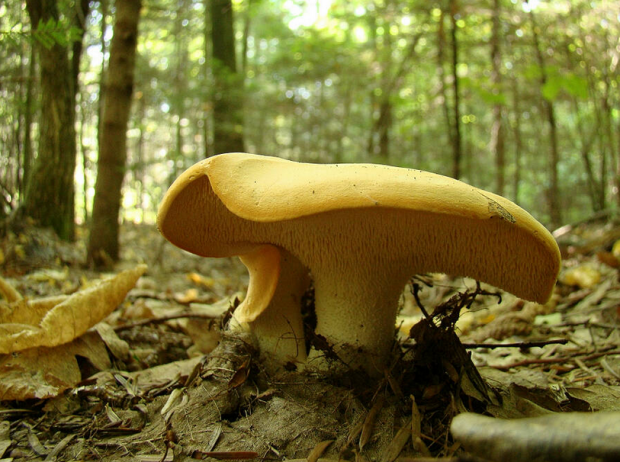 荒野维生野菜系列美味齿菌