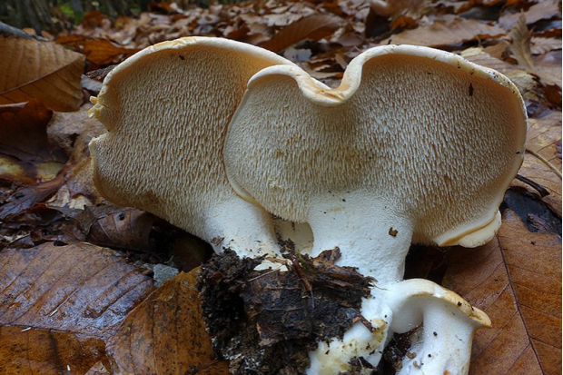 荒野维生野菜系列美味齿菌