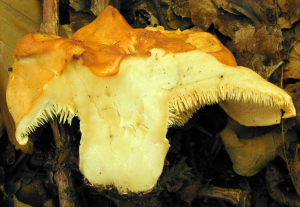 荒野维生野菜系列美味齿菌