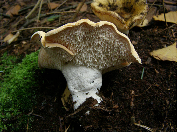 荒野维生野菜系列美味齿菌