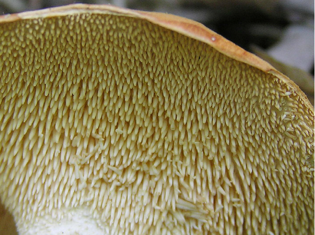 荒野维生野菜系列美味齿菌