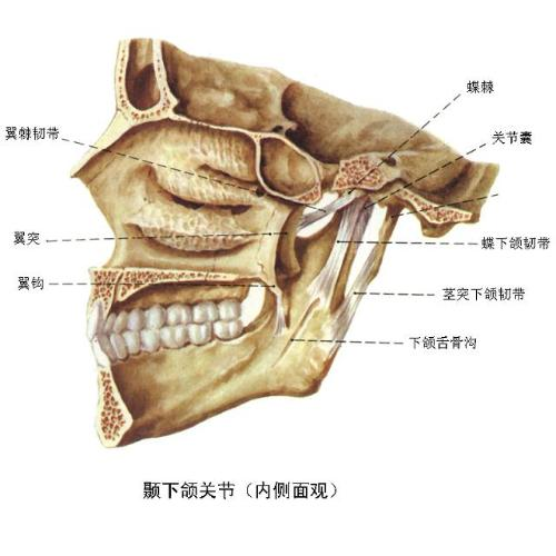 翼下颌韧带解剖位置图图片