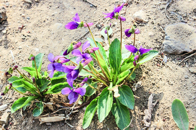 农民叫它野茄子包饺子味道好根似人参晒干1斤卖36