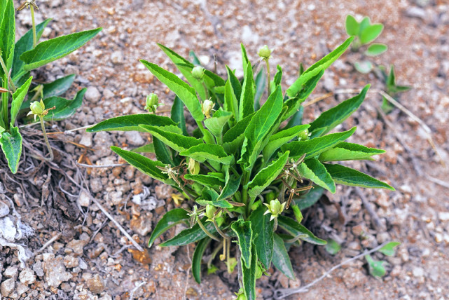 农民叫它"野茄子",包饺子味道好,根似人参晒干1斤