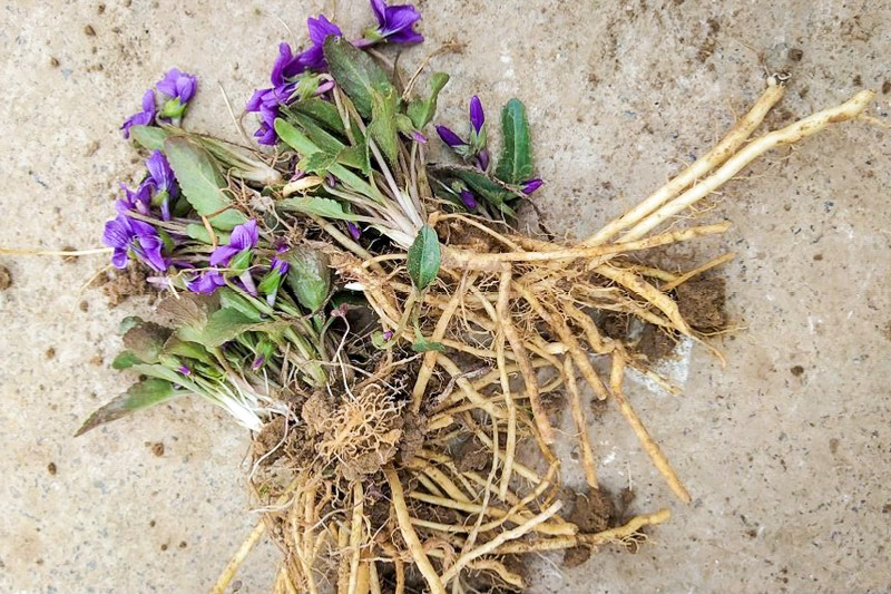 野茄子是这种植物的俗称,学名为紫花地丁,是堇莱科多年生草本植物.