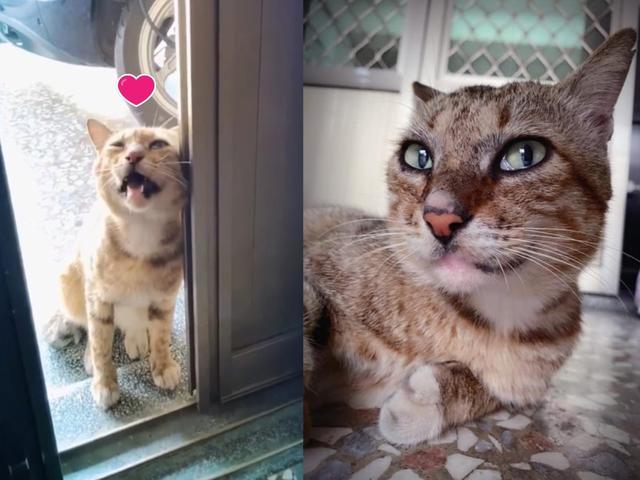 流浪猫老大靠门撒娇讨吃 已经是今天第4顿 网友 收保护费的 腾讯新闻