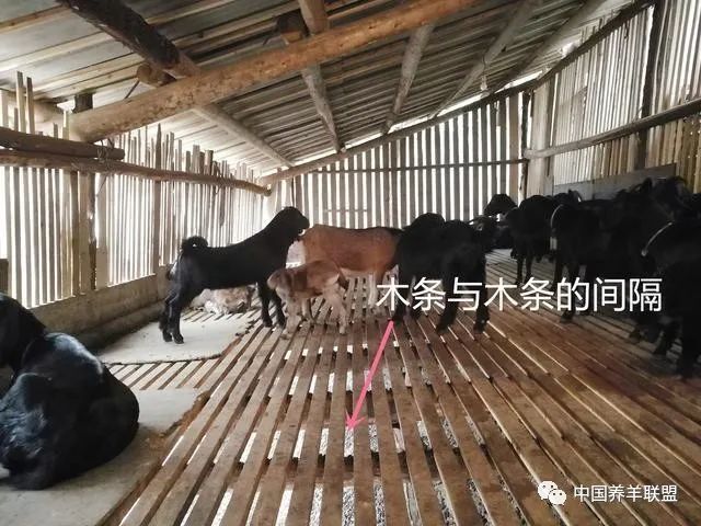 如何建設散養羊圈4個方面是重點羊床出糞口發酵池圍欄