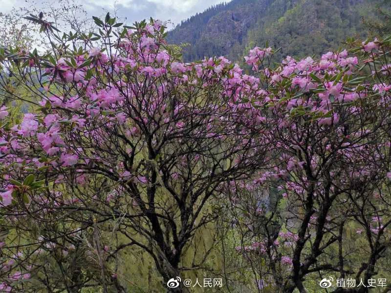 新万博app 重新找到 已经灭绝 的杜鹃花 对我们有什么用 新万博app