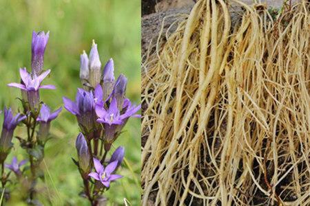 2,龙胆草的药用价值作为药草,龙胆也有特殊的药用价值.