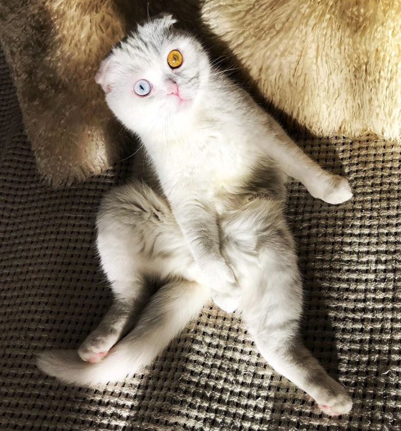 异瞳折耳猫"仙气飘飘",5个月来却没人要,店主的宣传还真独特