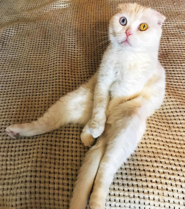 异瞳折耳猫"仙气飘飘",5个月来却没人要,店主的宣传还真独特