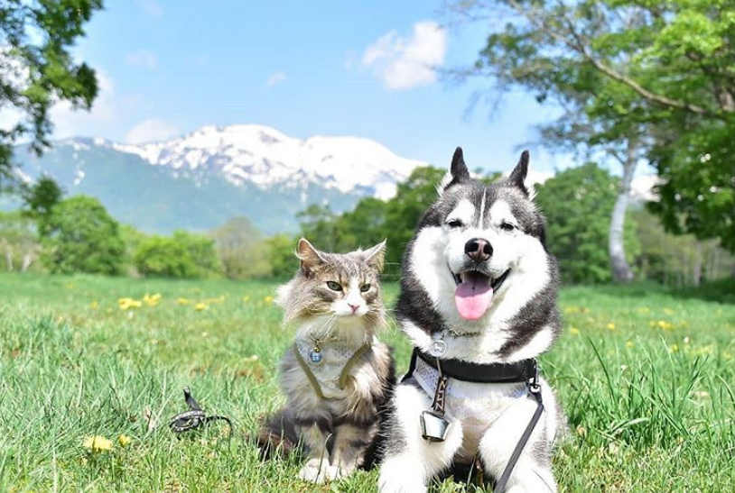 一猫一狗四处旅游,唯美合照太养眼,是你想要的"田园生活"吗?