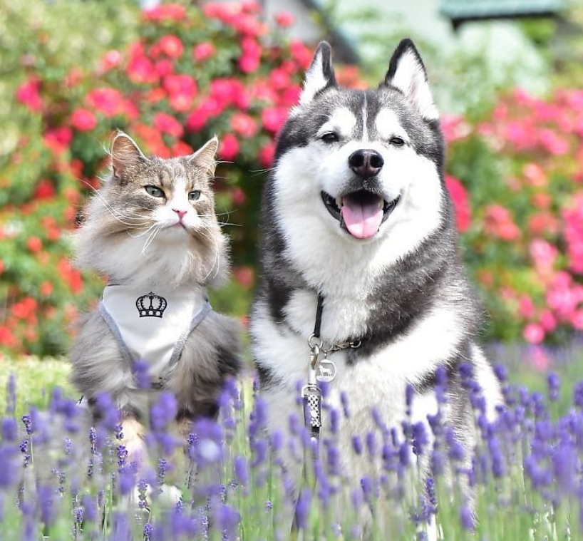 一猫一狗四处旅游,唯美合照太养眼,是你想要的"田园生活"吗?