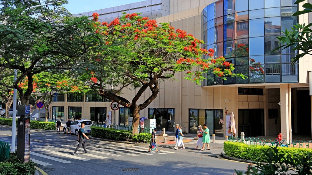 最硬汉的校花台风刮不倒凭实力被评为这座城市市树