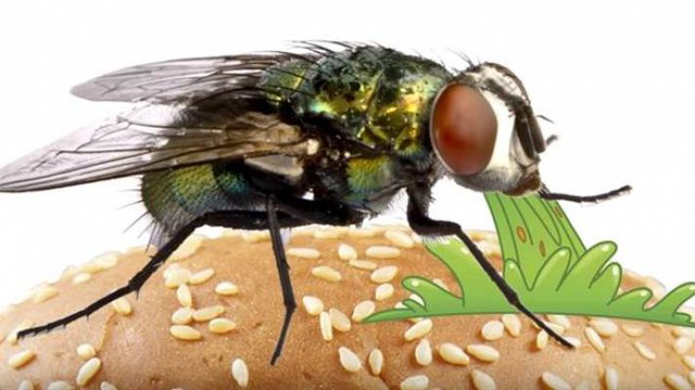 小害虫,大危害!蝇类防制要这样做!