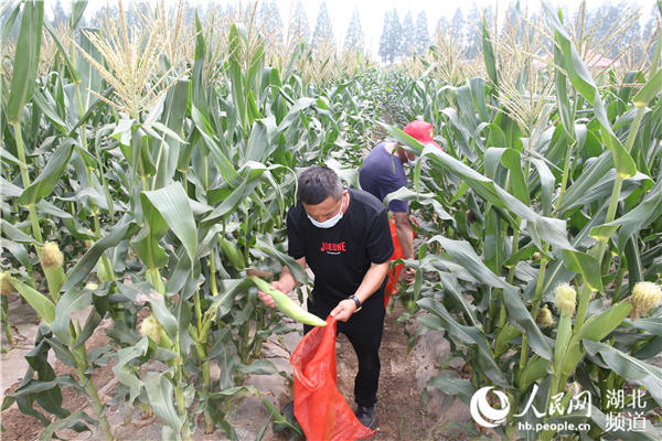 中国迎来丰收季-WordPress极简博客