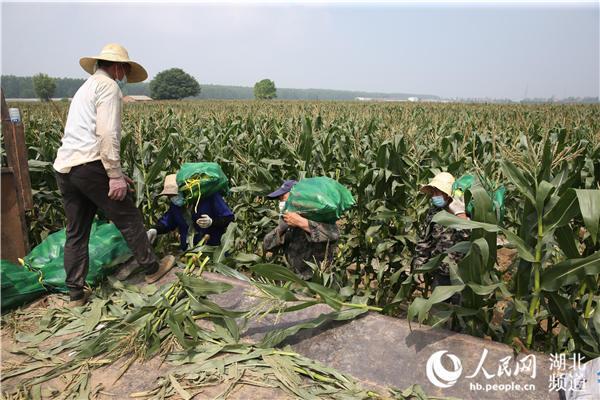 中国迎来丰收季-WordPress极简博客