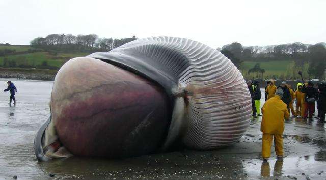 鲸鱼爆炸 病毒图片