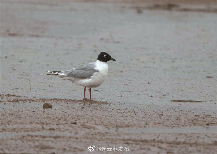 濒危物种■濒危物种黑嘴鸥现身连云港
