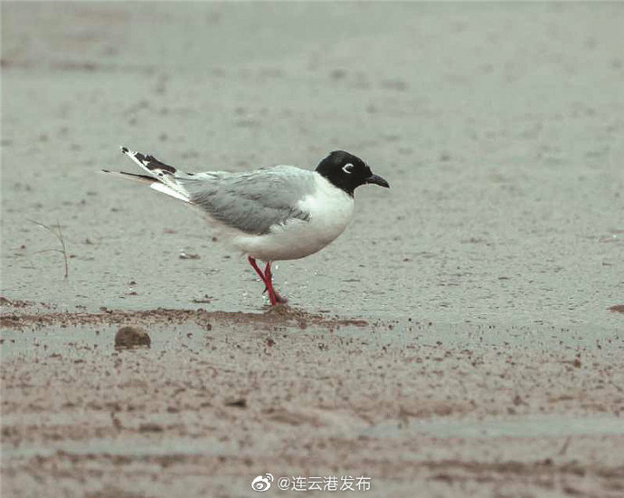 濒危物种■濒危物种黑嘴鸥现身连云港