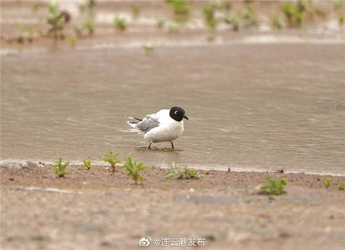 濒危物种■濒危物种黑嘴鸥现身连云港