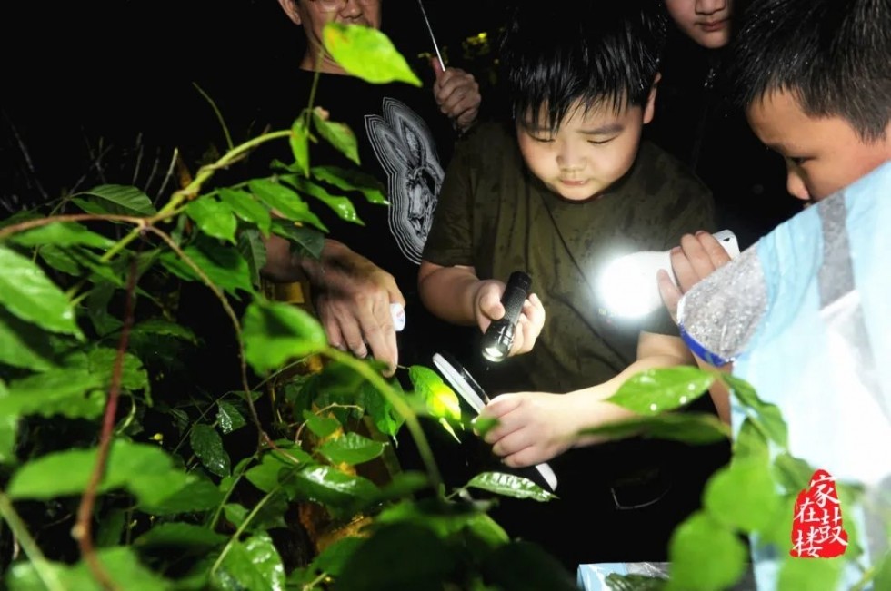 "5月31日晚,15名小记者化身动物观察员,一手拿着强光手电筒,一手拿着