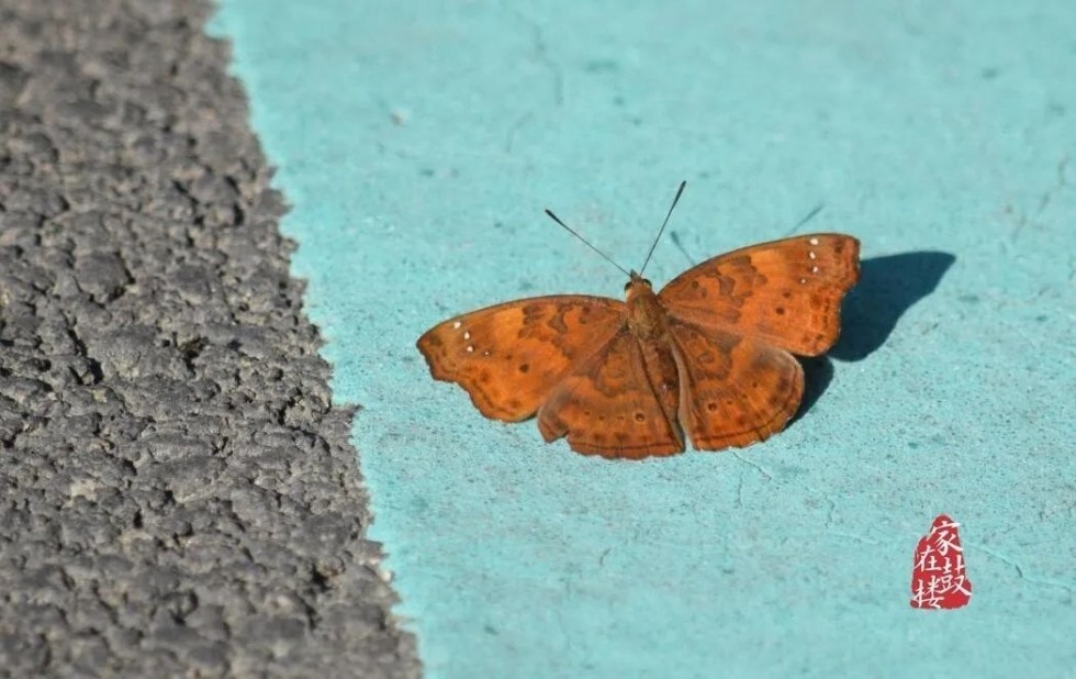 若虫,叶蝉,蝉若虫等,以及软体类动物中的非洲大蜗牛,环口螺,巨盾蛞蝓