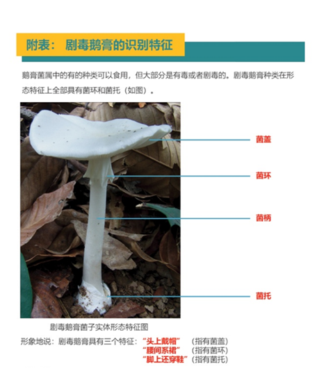 石灰菇图片能不能吃图片