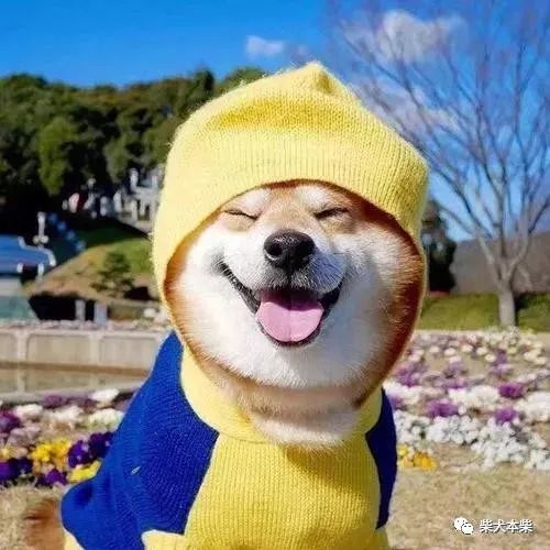 柴犬幼犬可以吃苹果吗 腾讯新闻