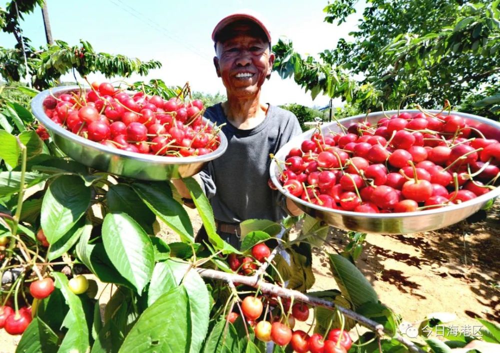 樱桃熟了,这份秦皇岛樱桃采摘攻略必收!