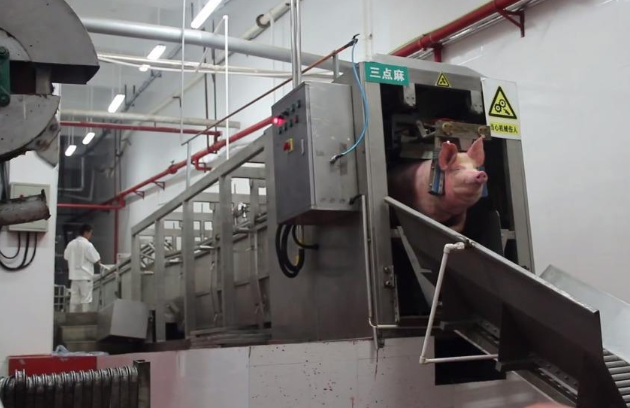 全自动杀猪电击"爆头",很多人没见过!让猪快乐的死去!