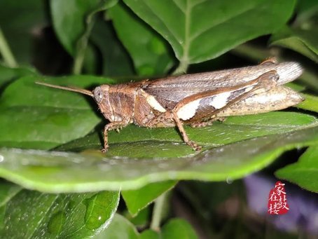斑腿蝗