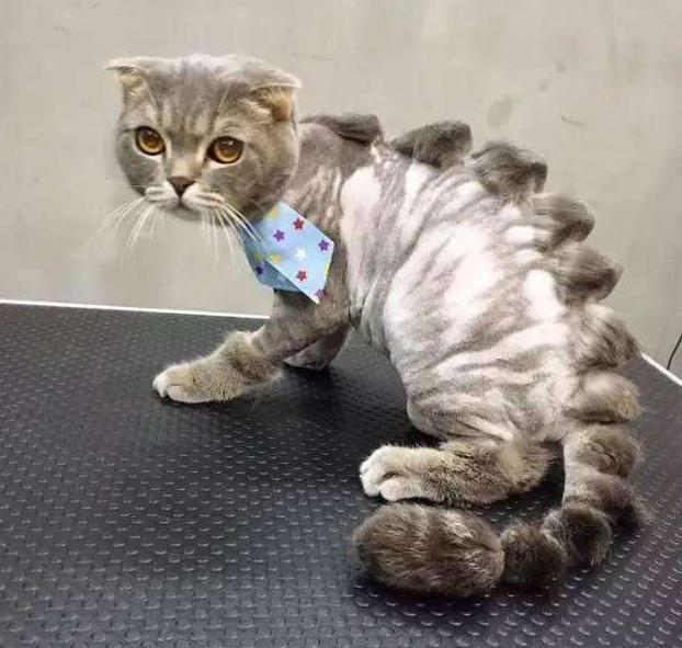 给猫咪做美容的主人还是非常多的,猫咪有一个美丽的造型也是非常拉风