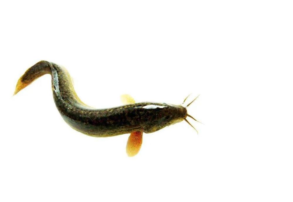 洛河巧钓野生鲇鱼,黑鱼