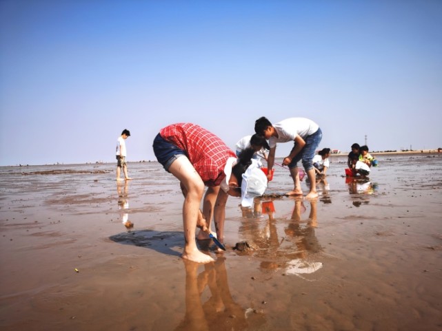 赶海拾贝踏浪奔跑无棣贝壳堤岛景区迎来八方游客