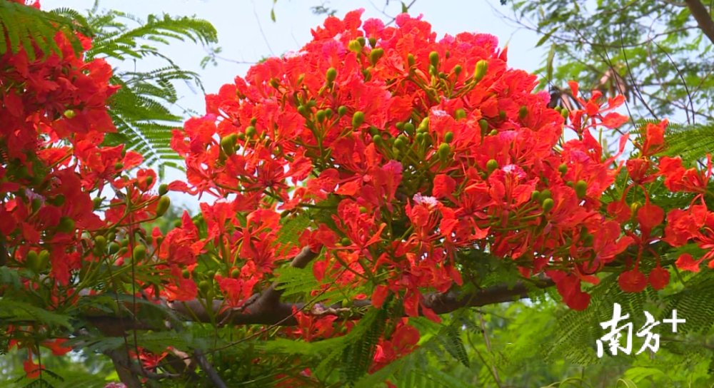 快来赏市花海陵区凤凰花开灿若云霞