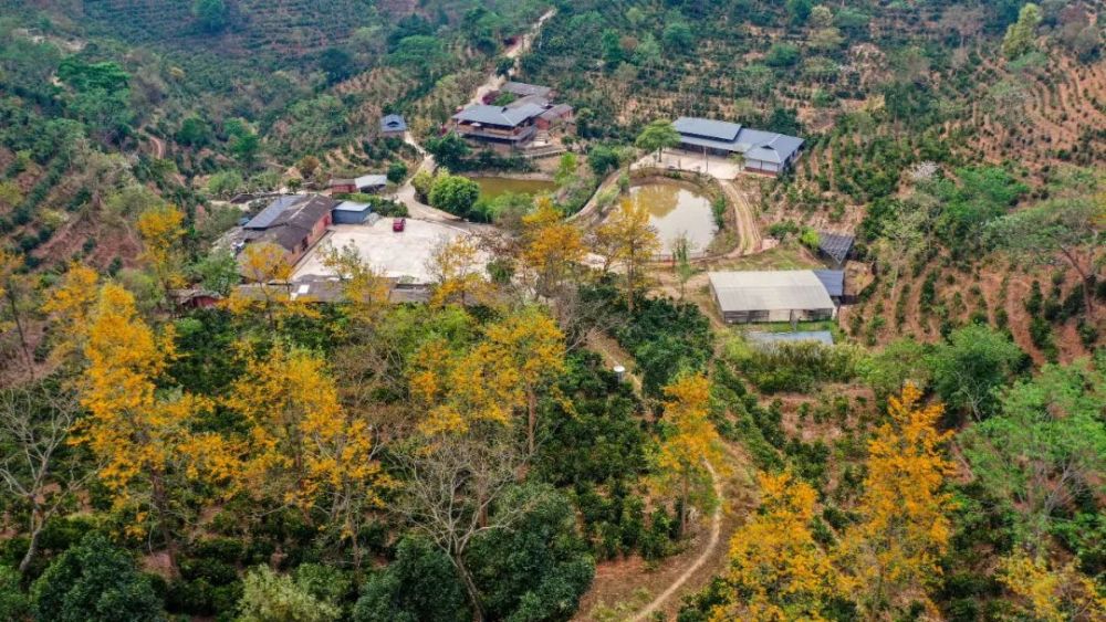 小凹子咖啡庄园普洱漫崖咖啡庄园普洱香土故事庄园有限公司茶马古城