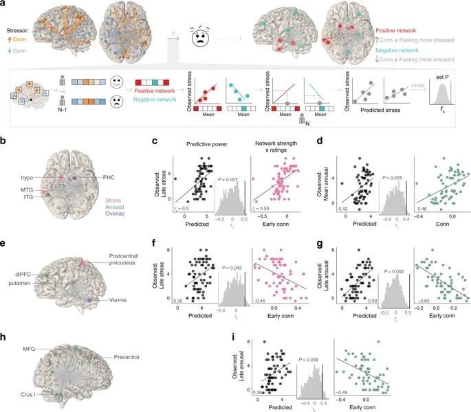 大脑网络|耶鲁大学发现了造成压力的大脑网络！未来可通过调节脑信号缓解压力
