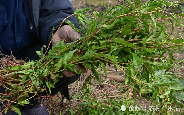 它便是"抓鱼草",汁液可捕鱼,古人常用,你们认识吗?
