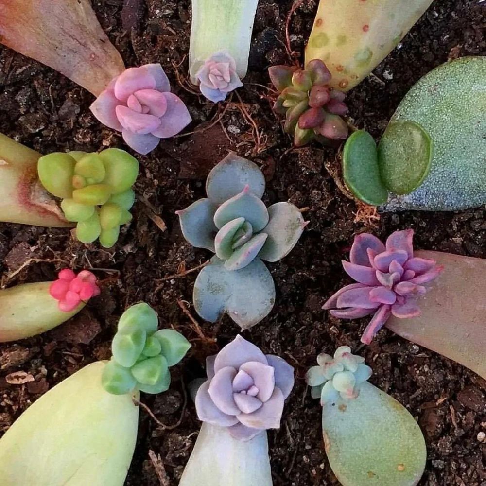 三种很容易繁殖多肉植物的方法 在窗台上就能轻松培育新盆栽 腾讯新闻