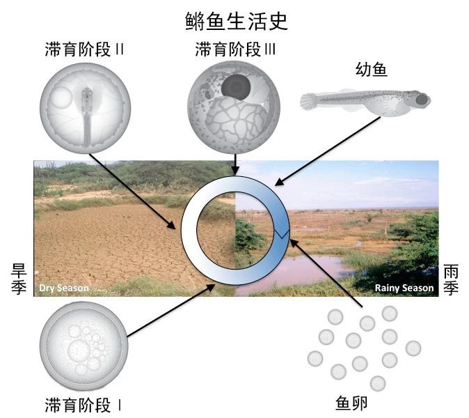 有的鱼能产生休眠卵,这种卵可在土壤中休眠,遇水则继续发育直到孵化