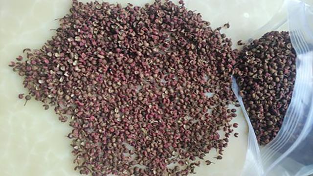 家常小技巧 3分钟时间教会你 买花椒时是选青花椒 还是红花椒 腾讯新闻