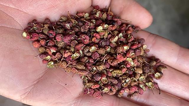 家常小技巧 3分钟时间教会你 买花椒时是选青花椒 还是红花椒 腾讯新闻