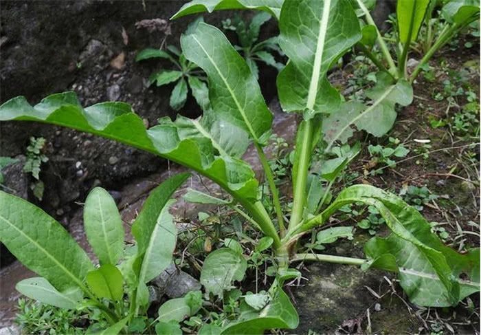 农民叫它假菠菜看似不起眼根部价值却超人参你认识吗