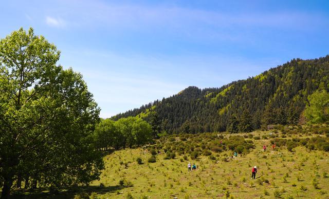 青海人游青海纵情歌舞七大最美林场之一群加林场