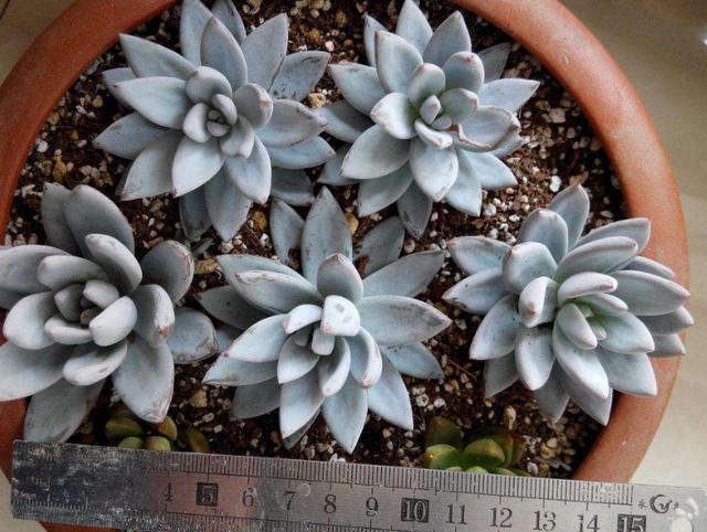 喜欢多肉霜之朝,夏季盆栽注重6点,淡蓝色的叶片个个带白霜