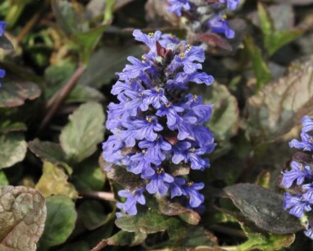 在农田里,若是看到"筋骨草",请留住它,如今价值高,也珍贵!