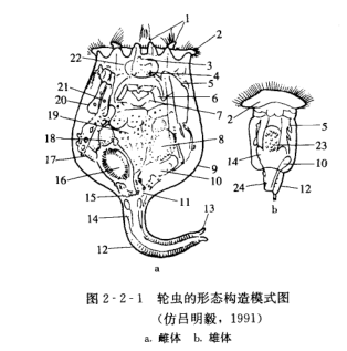 钟虫手绘图图片