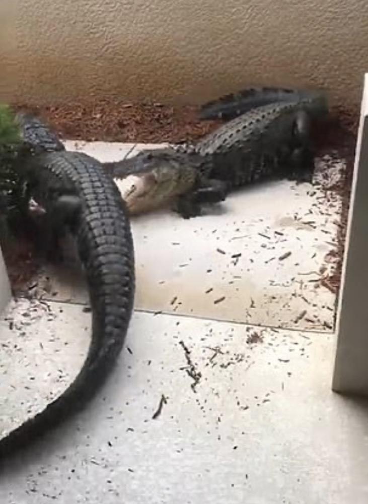 美国女子听到有人敲门,开门一看,两只鳄鱼正在院子里打架